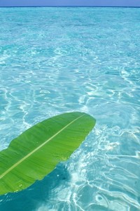 波尔多主场惜败雷恩，保级危机加深