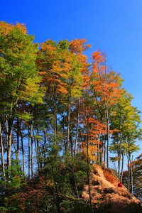 惊艳表现！陕西队后卫砍下场均+