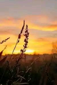 德国与葡萄牙队在欧洲杯预选赛中激烈对抗，平局收场